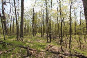 Ontario vacant land for sale