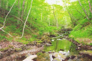 land for sale in Cape Breton