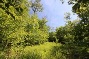 Algoma lot for sale by Dignam