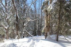 lot for sale in Northern Ontario