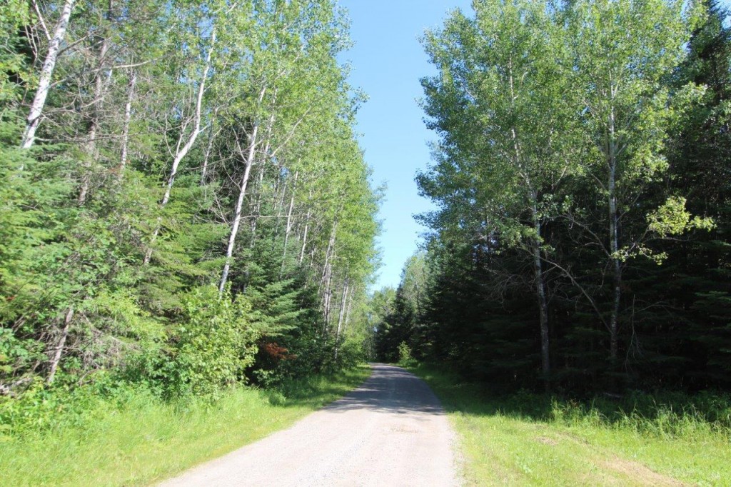 treed land for sale Dignam Land