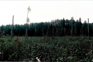 Land for sale in Northern Ontario