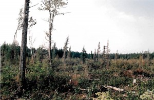 hunting property for sale