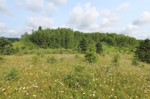 vacant lot for sale in Ontario