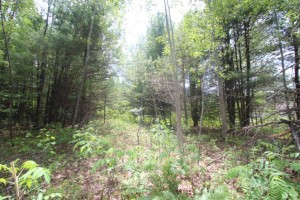 Lot for sale with trees in northern ontario