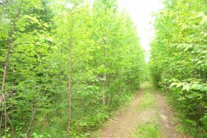 New Brunswick vacant property for sale