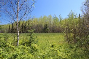 view of meadow