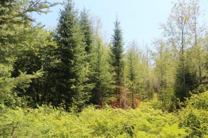 mature trees on property