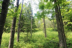 wooded lot for sale