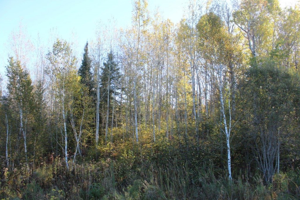 ontario land for sale Dignam Land Land for Sale in Canada