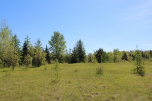 Hunting Land for sale
