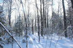 wooded lot for sale