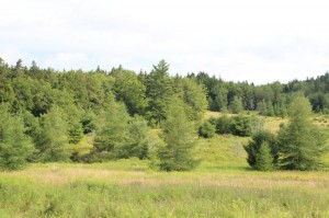 building lot for sale