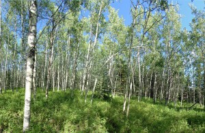 view of lake