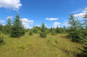 vacant land for sale