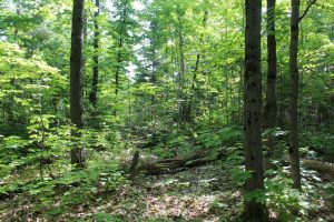 forest property for sale Parry Sound