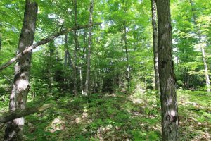 vacant land for sale Parry Sound