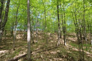 hunting land for sale in Renfrew Ontario