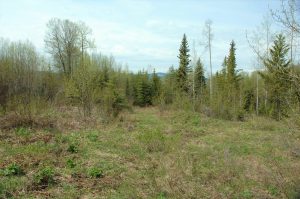 wooded property for sale in BC