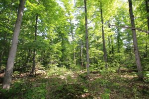 wooded lot for sale in Parry Sound