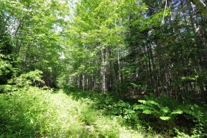 woodland lot for sale