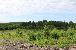 Wickham Property for Sale