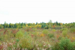 land for sale for hunting