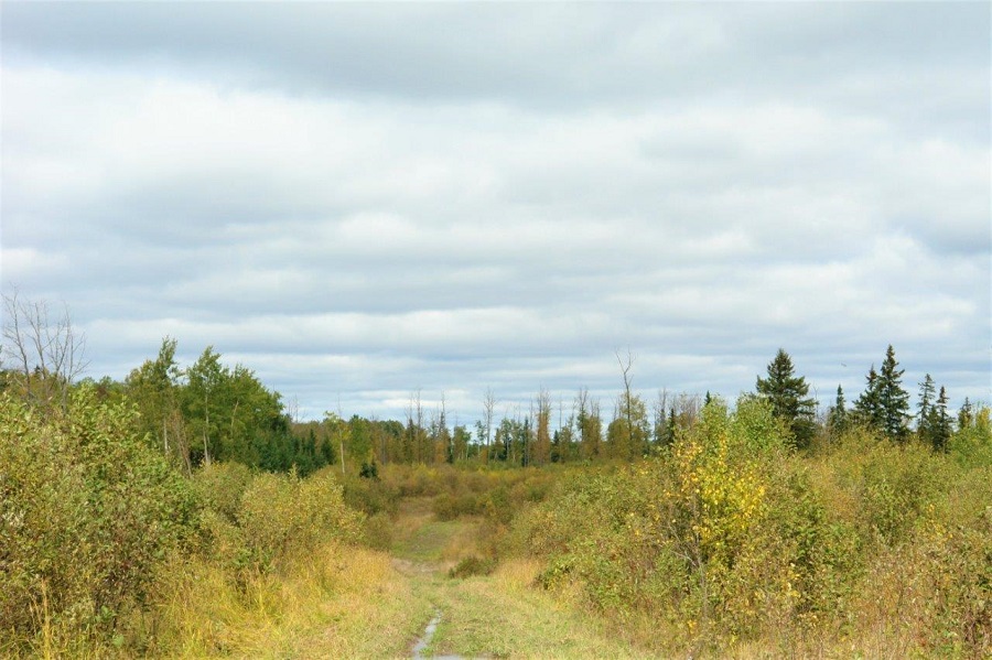 150 Acres of Hunting Land for Sale in Northern Ontario