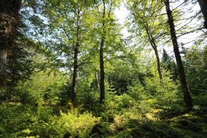 Treed property Cape George Nova Scotia