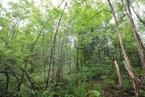 New Brunswick acreage for sale