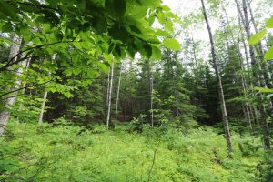 Kings County New Brunswick cottage land for sale