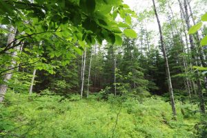 Kings County New Brunswick cottage land for sale