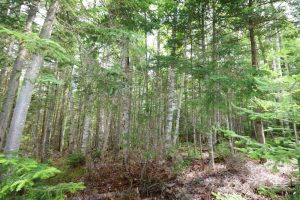 New Brunswick cottage land for sale