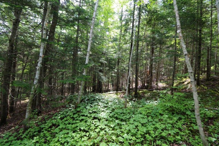 vacant land for sale in Kings County New Brunswick Dignam Land Land