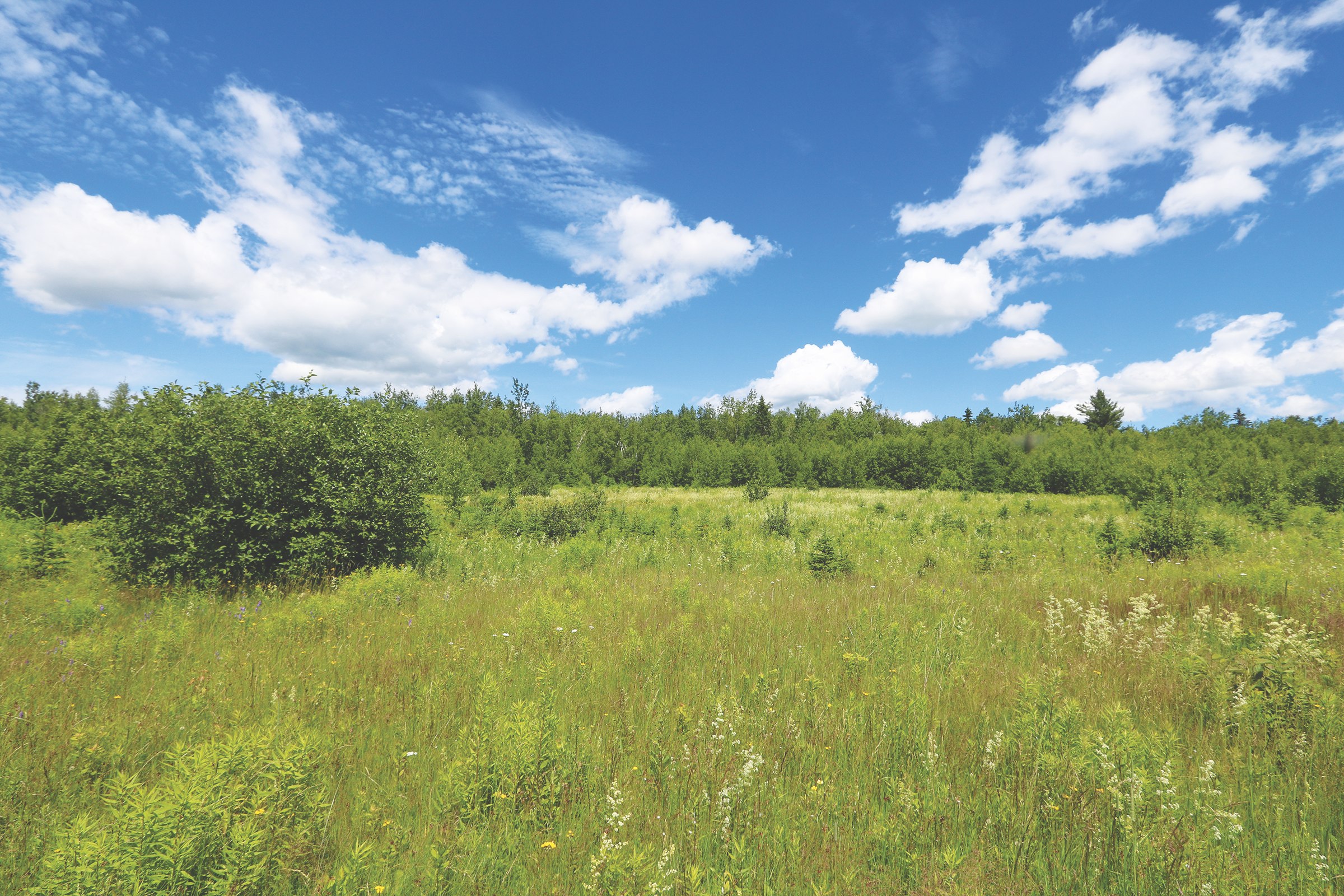 Crown Land for Sale in Kent County, New Brunswick Dignam Land