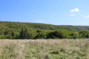 Hunting Land for Sale in Cape Mabou