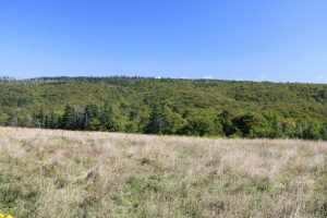 Land for Sale in Cape Mabou