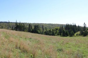 Cottage Land for Sale in Inverness County