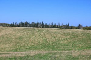 Forest Land in Inverness County