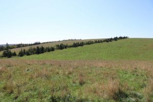 Hunting Land for Sale in Inverness County