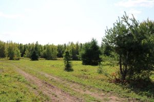 Forest Land in Queen's County