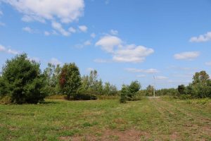 Hunting Land for Sale in Queen's County