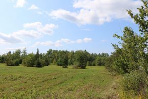 Hunting Land for Sale in Waterborough