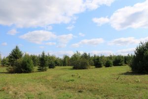 Land for Sale in Waterborough