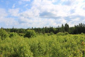 Hunting Land for Sale in Wickham