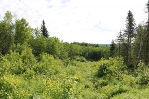 Wickham Hunting Land for Sale