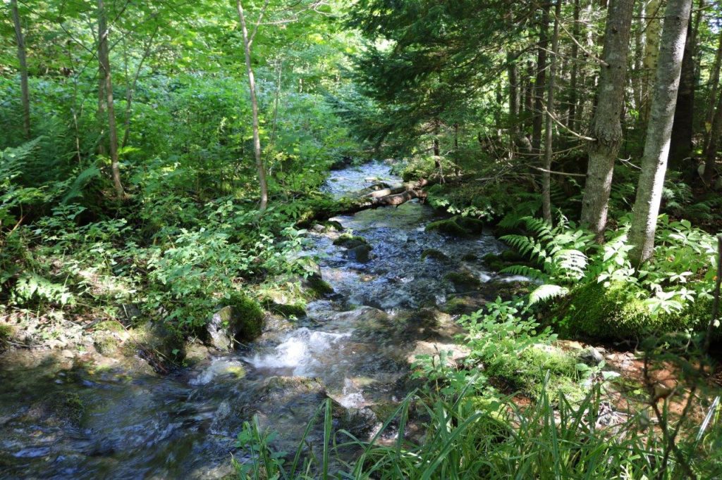 LandforSaleCapeBreton Dignam Land Land for Sale in Canada
