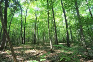 Hunting Property for Sale in Parry Sound