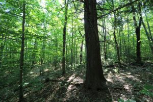 Land for Sale in Parry Sound