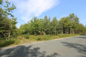 Forest Land for Sale Northumberland